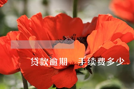 贷款逾期 手续费多少 贷款逾期 手续费多少